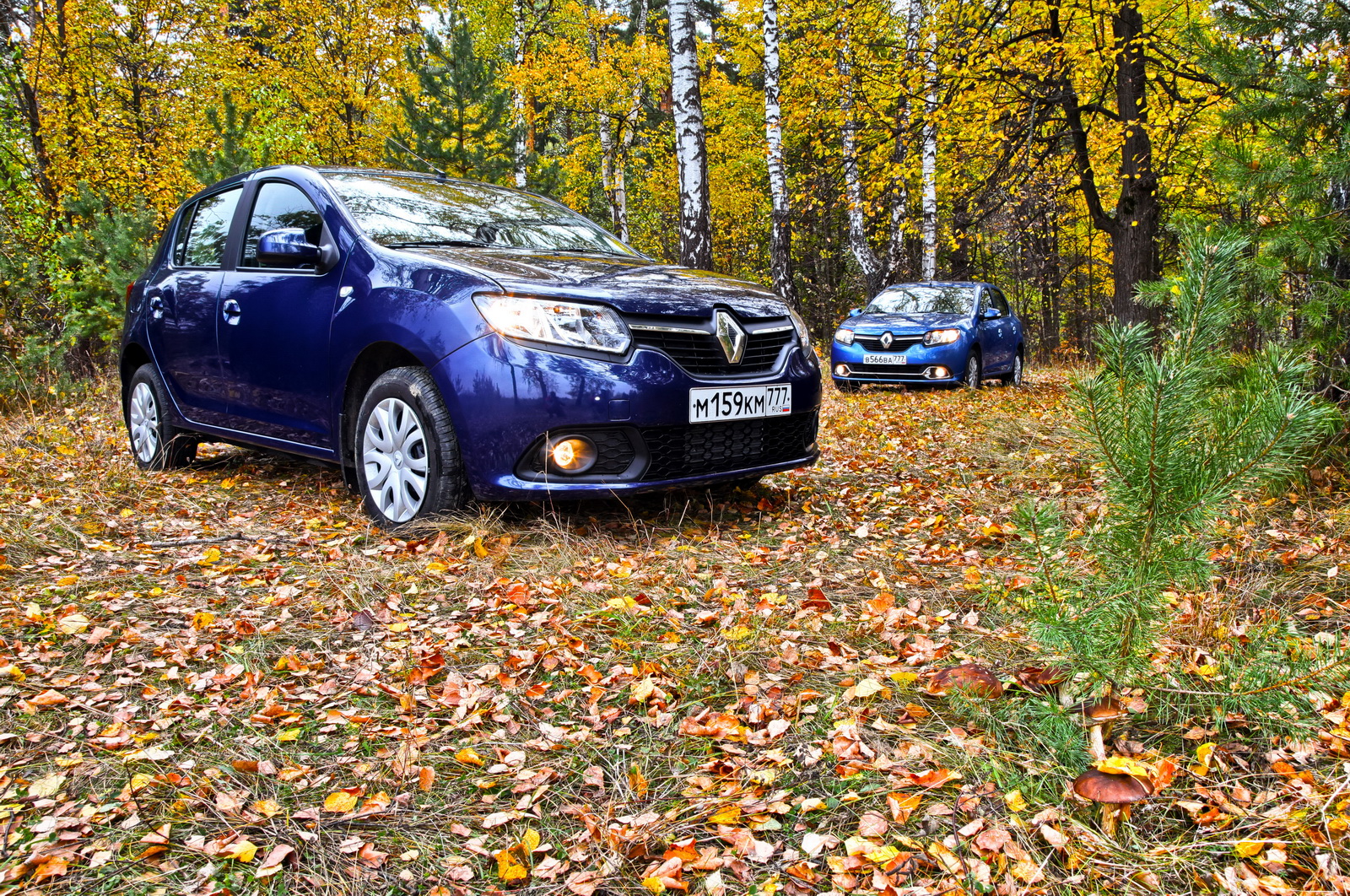 Renault Logan против Renault Sandero: грибные споры